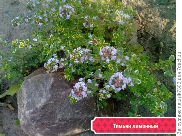 Завариваем из темьяна чай, вкус лимона ну очень ароматный