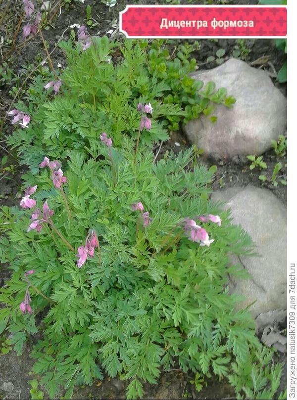 Дицентра с красивыми резными листьями посаженная на краю склона нашей альпийской горки рядом с камушками тоже смотрится очень живописно.