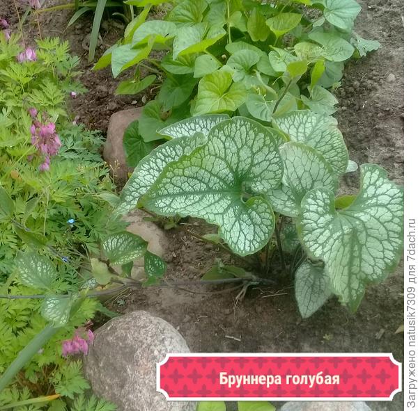 И бруннера посаженная на альпийской горке прошлой осенью замечательно пережила зиму и даже порадовала нас в этом году своим цветением.