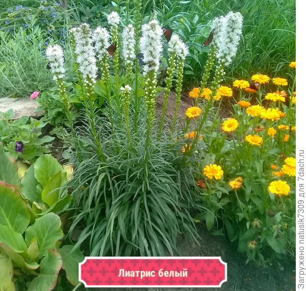 И лиатрис посаженный на заднем плане альпийской горки рядом с баданом очень красив. А сколько бабочек слетается на его белоснежные свечки)).