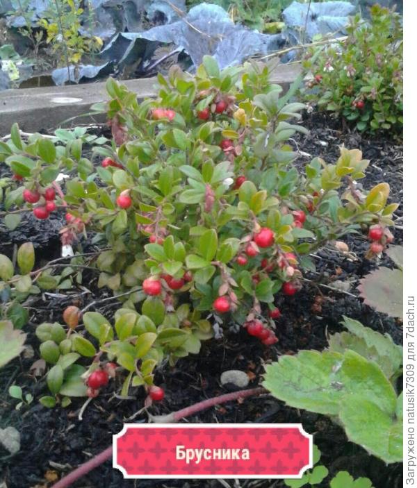 И бруснику мы тоже огородили брусом.