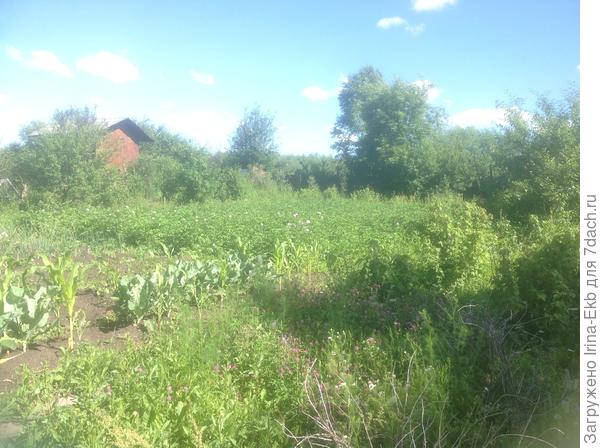 картофельное поле