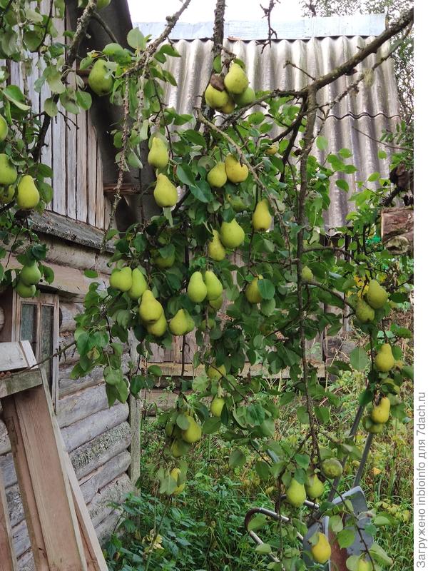 А вот груши у Кости (Тверского)!