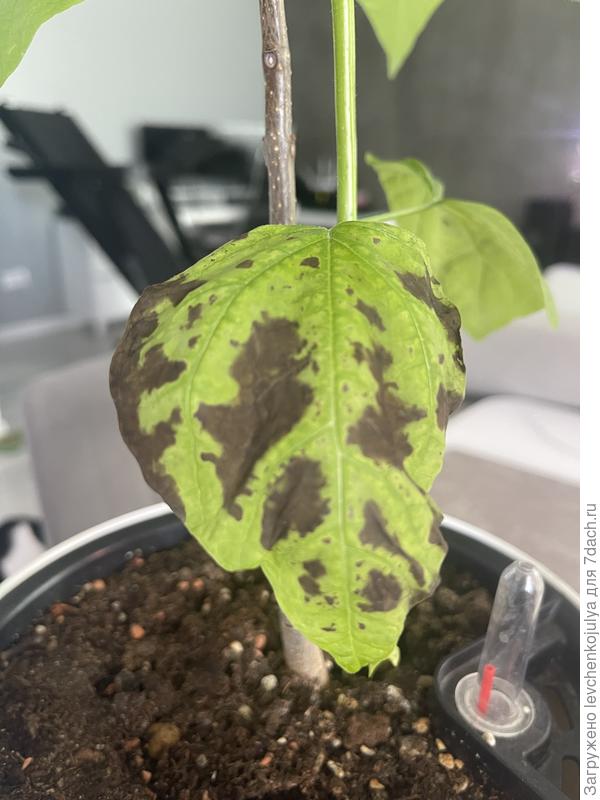 Листья катальпы