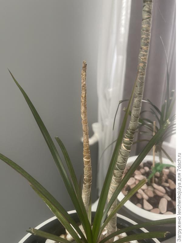 Засыхающая ветка