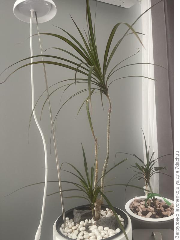 Драцена целиком