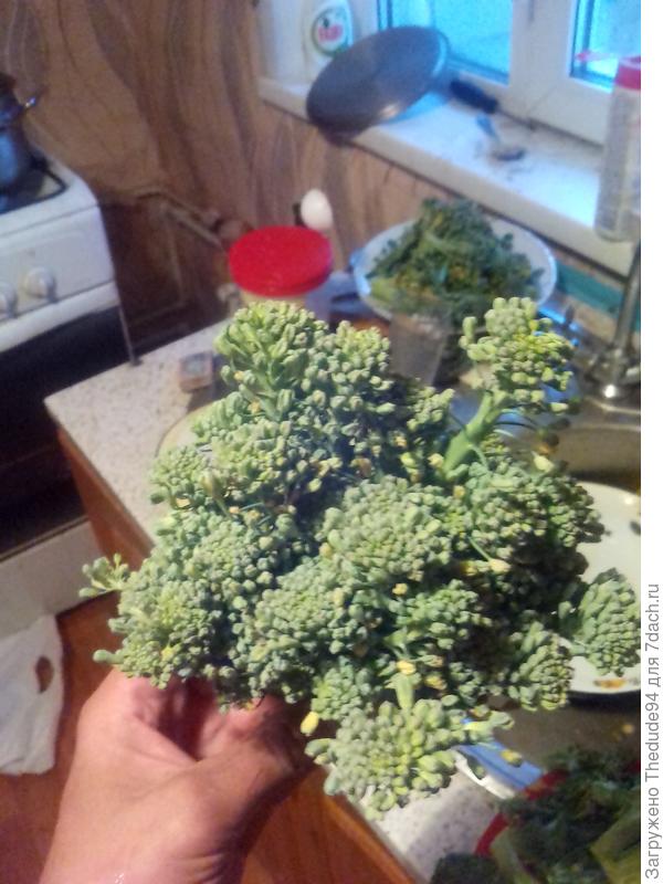 Неудачная брокколи