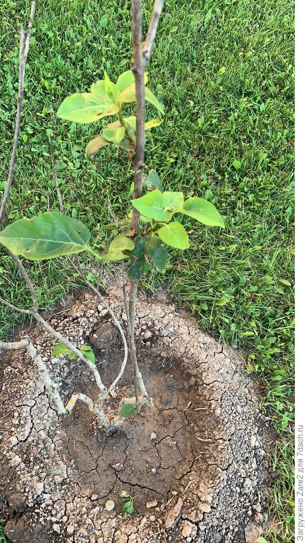 Что это за кустарник или дерево?