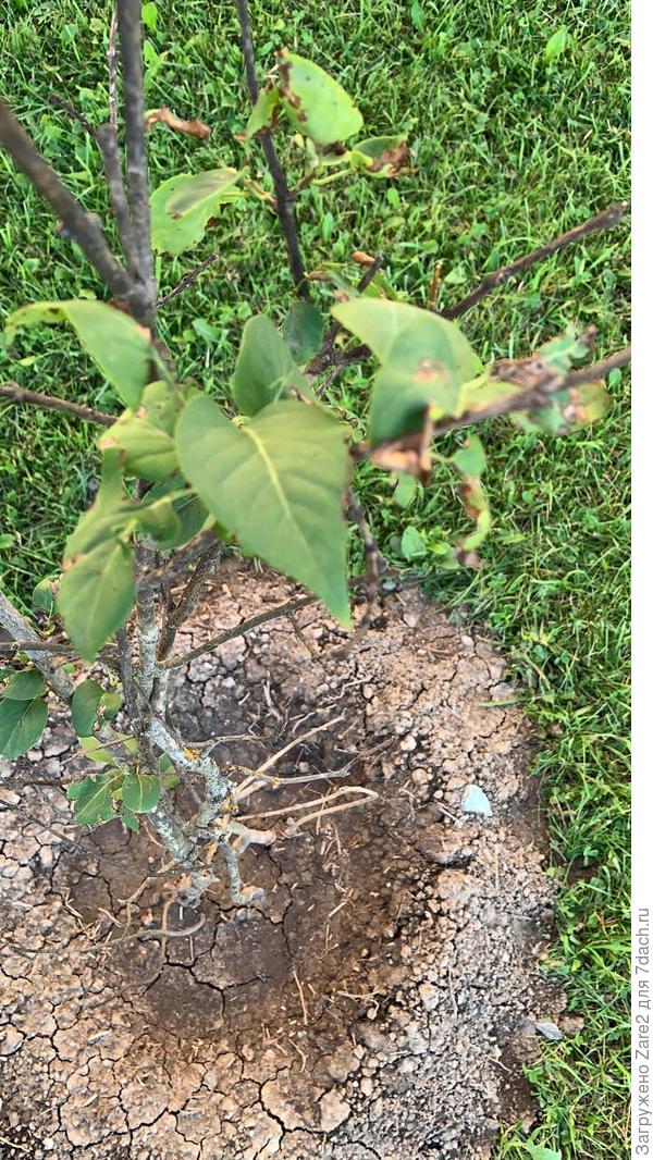 Что это за кустарник или дерево?