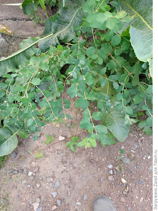 неизвестно