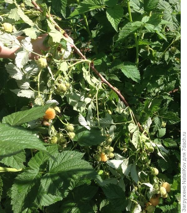 Прошлогодний  побег