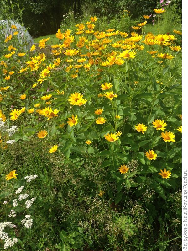 Рудбекия (тоже по-моему))