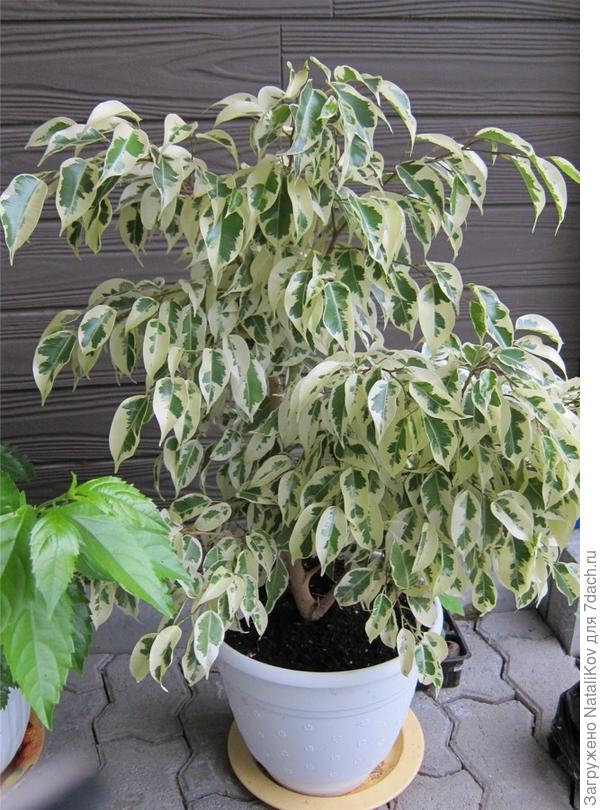 Сейчас, правда, еще вырос