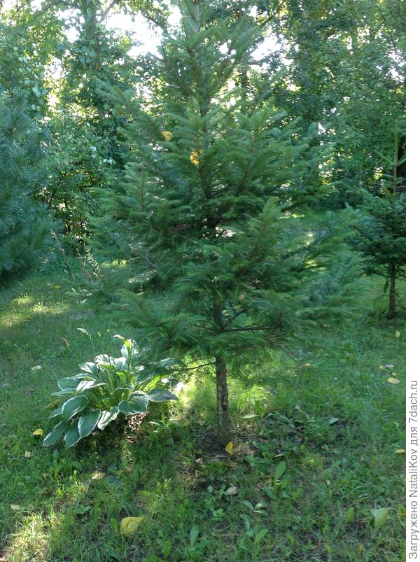 Деревце справа