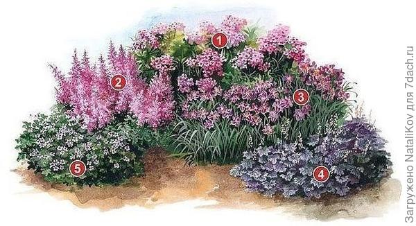 с сайта http://moydomik.net/dvorov/ozelenenie/289-klumby-iz-mnogoletnikov-svoimi-rukami-cvetnik.html
