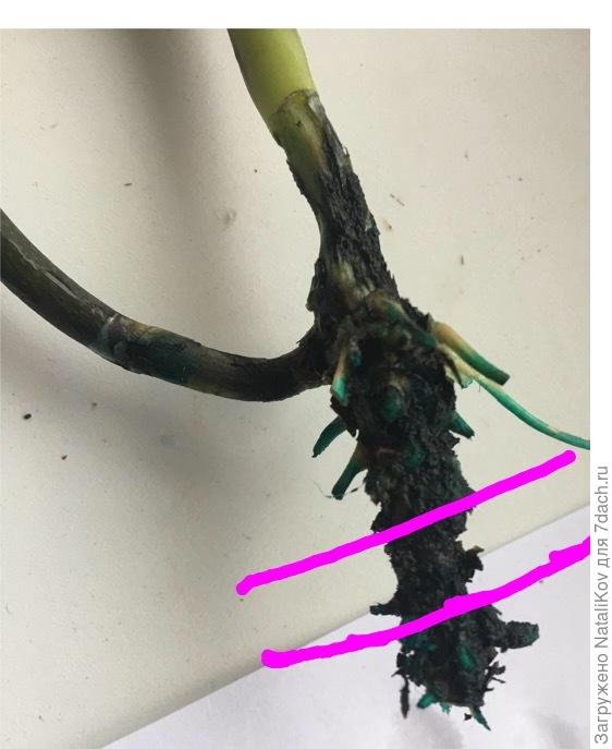 Резать примерно так по чуть-чуть до неповрежденной ткани