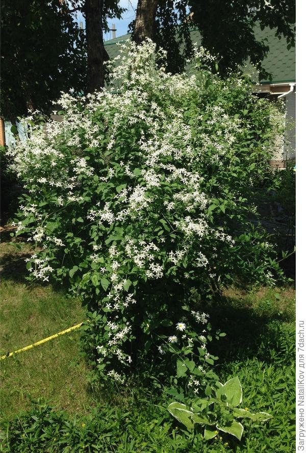 Вот вырос от купленного в стаканчике родителя.