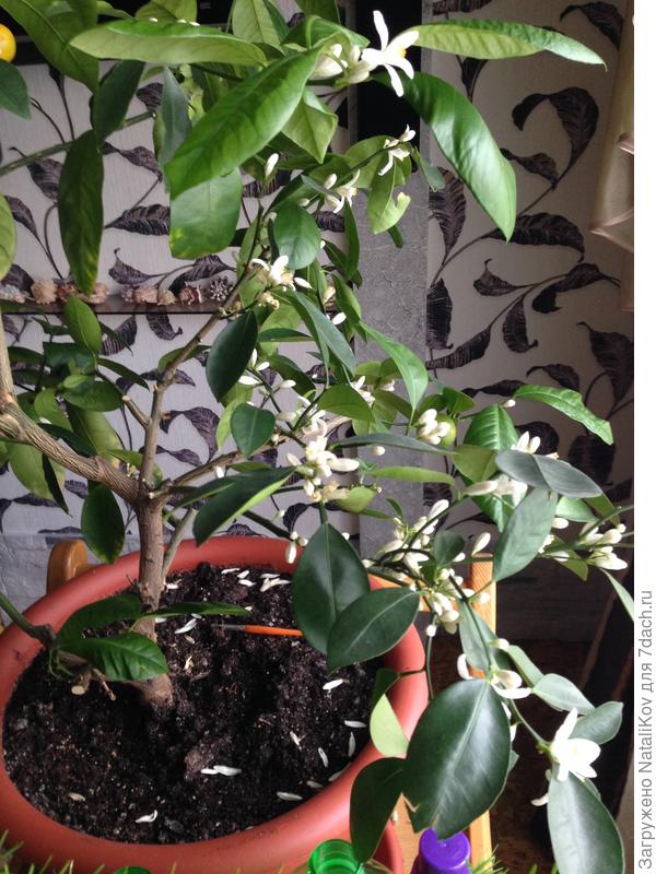 Это он помоложе, конечно, на не нашла в тел другой фотографии