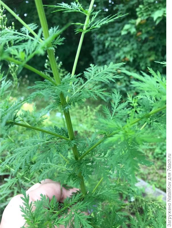 Листья сорняк 2