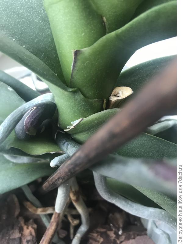 Изогнутый цветонос