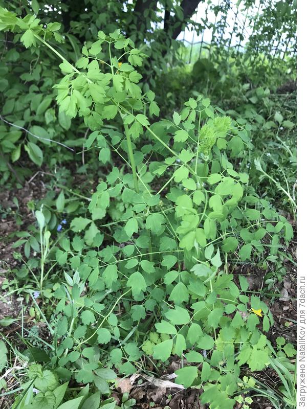 Растение 2. Что-то очень знакомое, листики как кружево