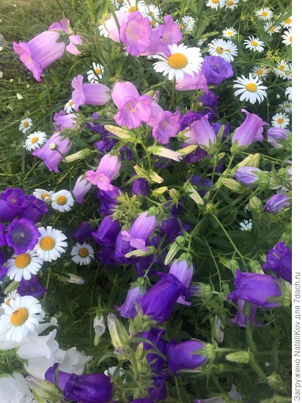 Колокольчик