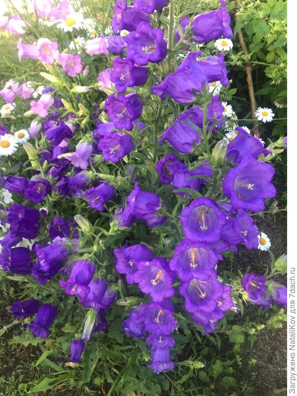 Колокольчик