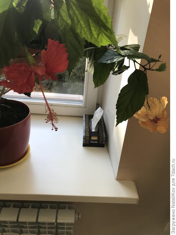 Разные цветы