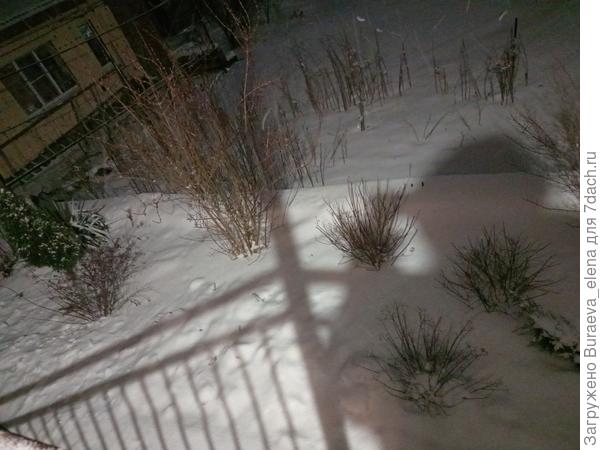 Он же. По центру спиреи японские