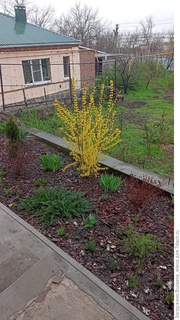 Это "спойлер" к следующим моим публикациям. Форзиция сияет в пасмурную погоду. 20 апреля 2022 года. Цветник у крыльца. За опорной стенкой - огород соседки.