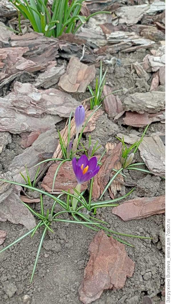Крокусы - зато сколько счастья сразу. Весна пришла наконец
