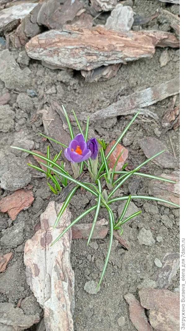 Крокусы