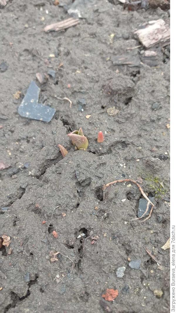 Тюльпанчик пробился