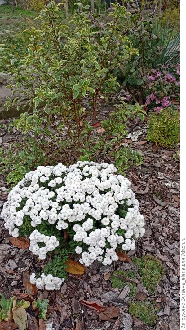 Фото сделано 6 ноября 2022 года. Вовсю хризантемы цветут