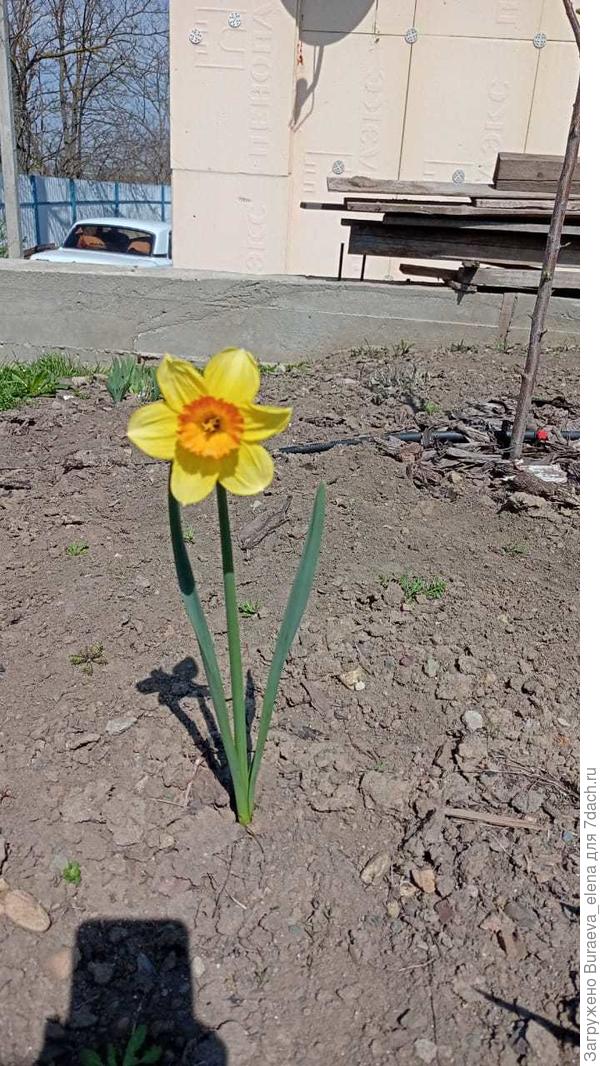 Нарцисс. Желтый с оранжевой серединкой