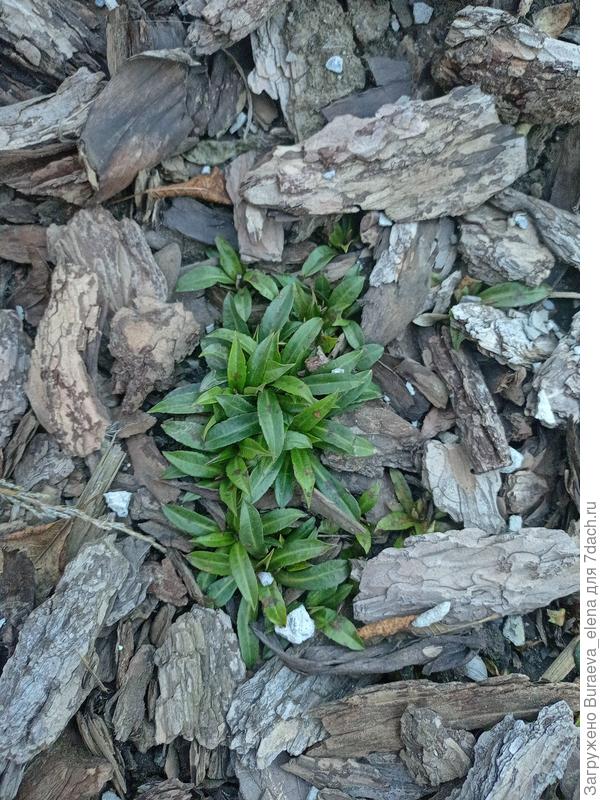 Астра осенняя.