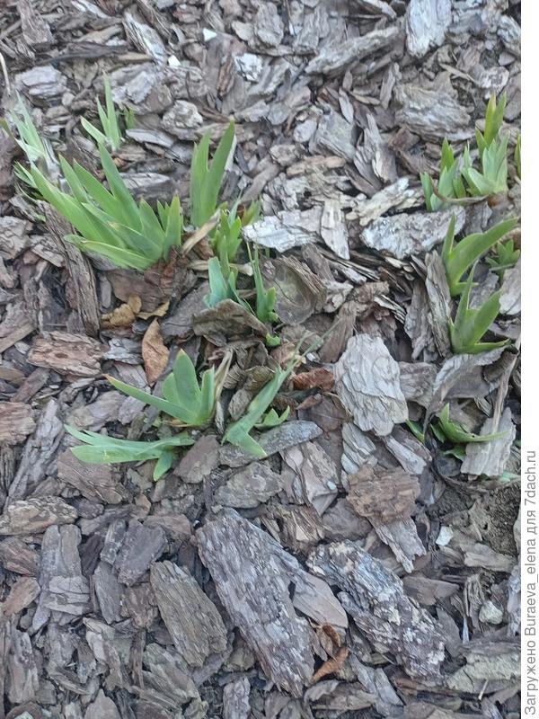 Ирисы бородатые