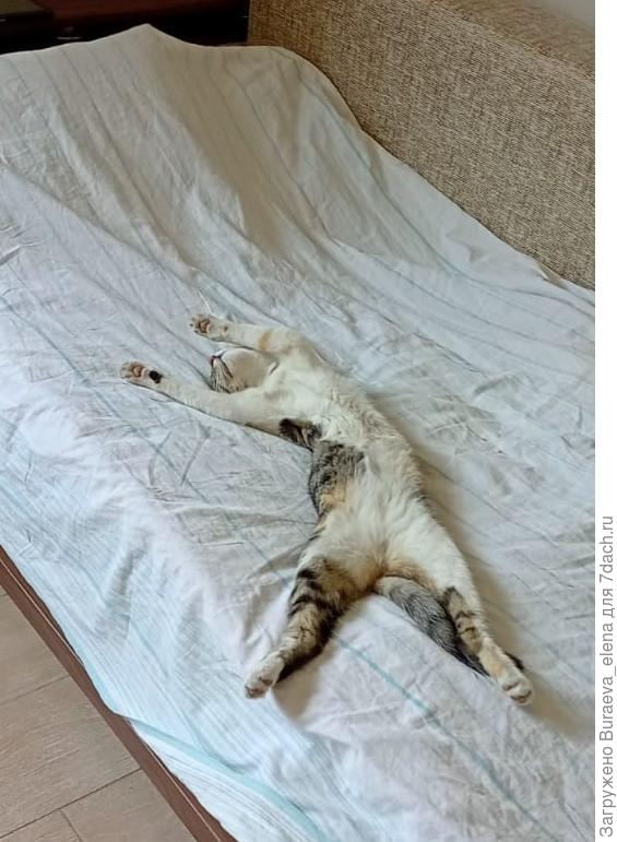 Боня летом так спит, в жару