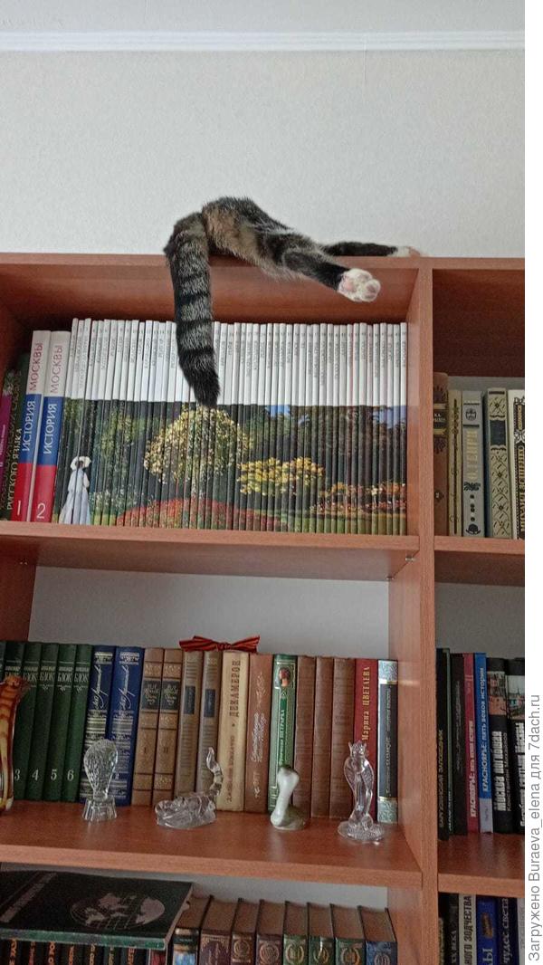 Боня на шкафу. Целиком уже не помещается))