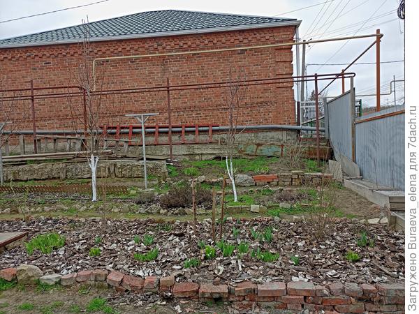 Фрагмент Центрального цветника. На переднем плане - клумба у входной калитки. В центре фрагмент Г-образного плодового сада. Вверху - часть Верхнего цветника (он у меня в стадии разработки и доработки).