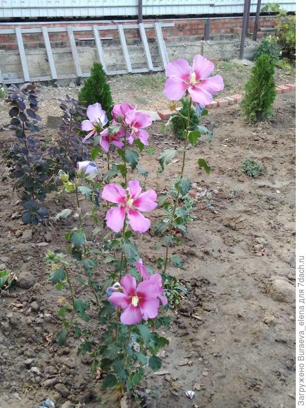 За гибискусом. Октябрь 2020 года