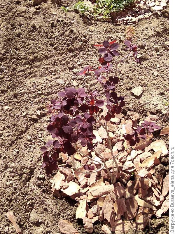 Скумпия. 23 мая 2020 года