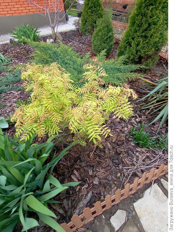 Рябинник рябинолистный, 23 апреля 2023 года