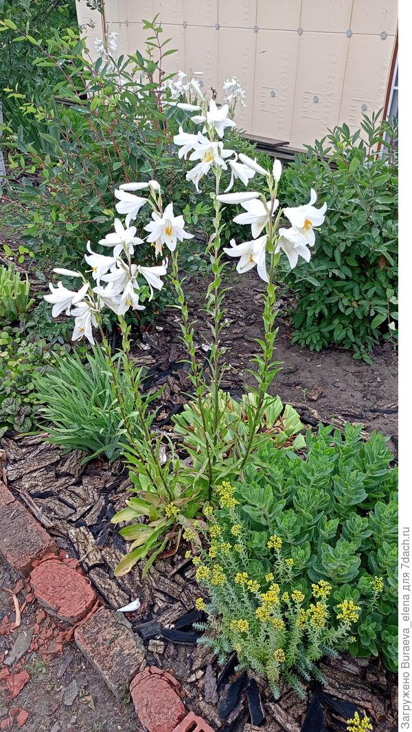 Лилия кандидум