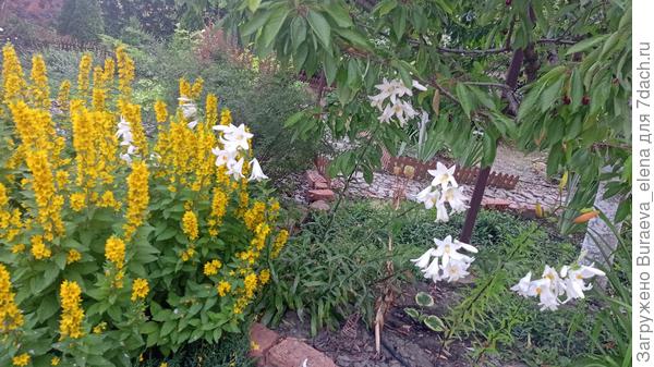 Лилия кандидум