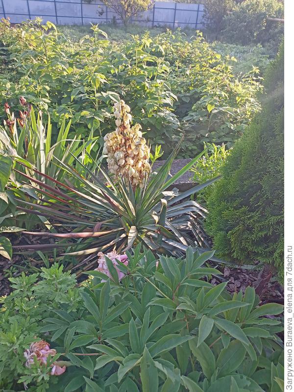 Юкка в моем саду, 2023 год