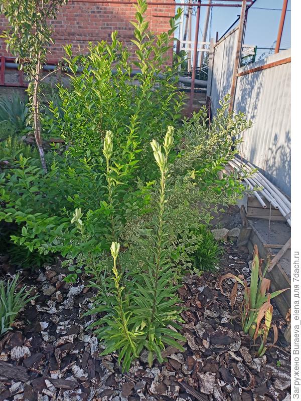 Куст бирючины - полувариегатная)))