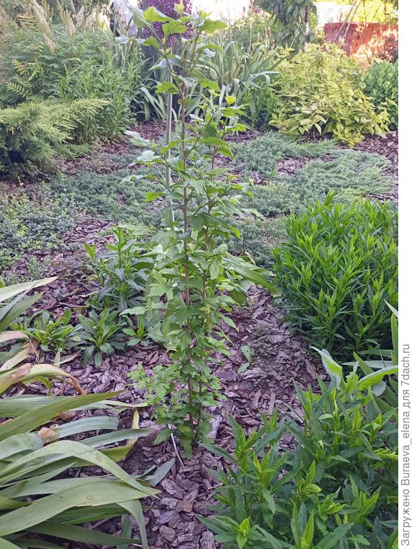 Гибискус сирийский