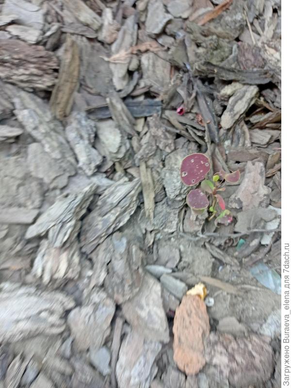 Сеянец барбариса?