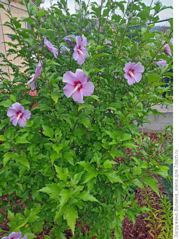 Гибискус сирийский